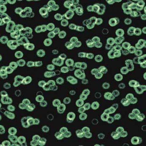 Forbo  Flotex Sottsass - Bacteria 990102